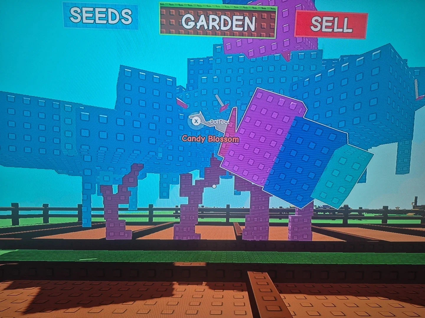 Candy Blossom Account Grow A Garden (4 Candy Blossoms)